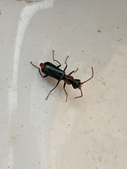 Cyrtosus cyanipennis