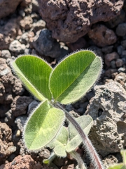 Trifolium