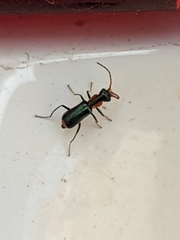 Cyrtosus cyanipennis