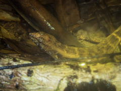 Tropidophorus microlepis