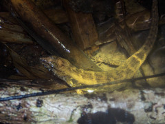 Tropidophorus microlepis