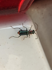 Cyrtosus cyanipennis