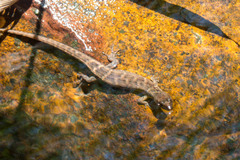 Tropidophorus microlepis