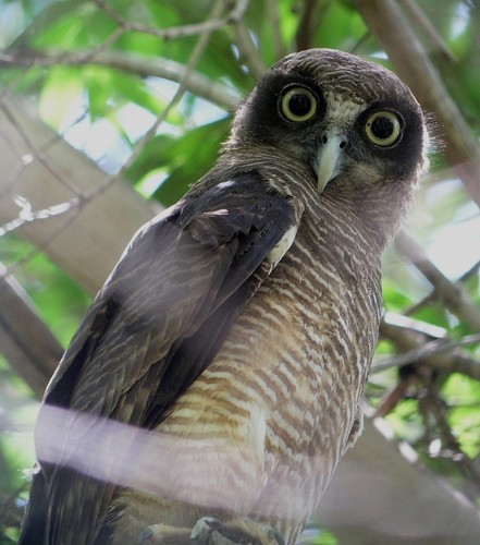 Ninox rufa