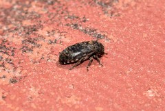 Dermestes intermedius