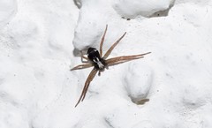 Pulchellodromus pulchellus