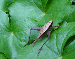 Eneoptera surinamensis