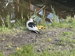 Cairina moschata domestica