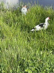 Cairina moschata domestica