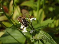 Apis mellifera