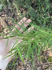Grevillea linearifolia