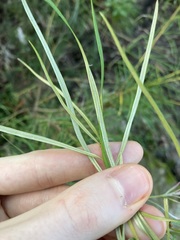 Grevillea linearifolia