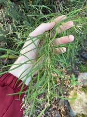 Grevillea linearifolia
