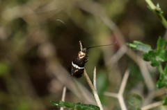 Adela paludicolella