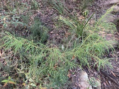 Grevillea linearifolia