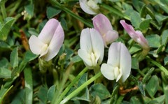 Trifolium uniflorum