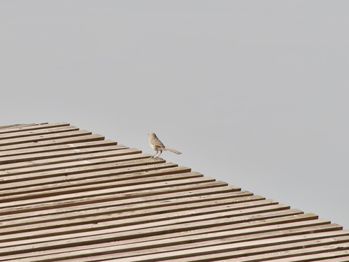 Iraq Babbler (Argya altirostris), photo 9