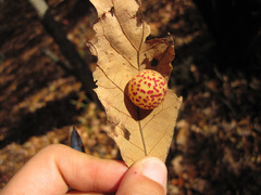 Atrusca quercuscentricola