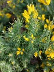 Ulex densus