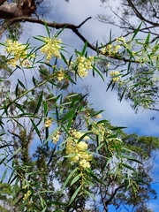 Acacia saliciformis