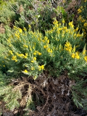 Ulex densus