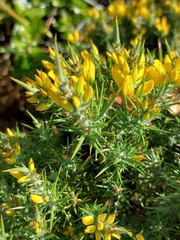 Ulex densus