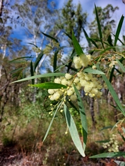 Acacia saliciformis