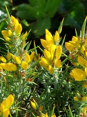 Ulex densus