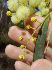 Acacia saliciformis