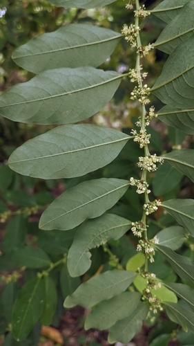 Image of Flueggea suffruticosa by (c) Cheng-Te Hsu, some rights reserved (CC BY)