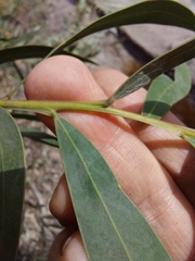 Acacia saliciformis