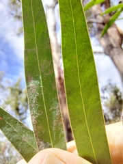 Acacia saliciformis
