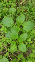 Dipsacus strigosus