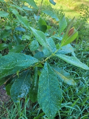 Dais cotinifolia