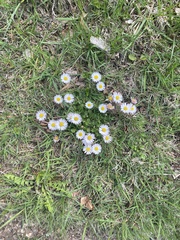 Bellis perennis