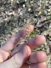 Echinopogon