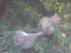 Sciurus carolinensis