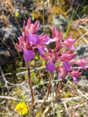 Anacamptis papilionacea