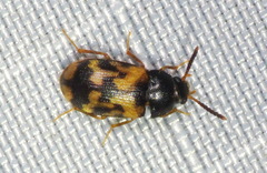 Mycetophagus flexuosus