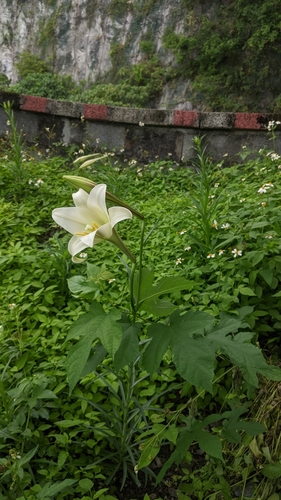 Lilium formosanum