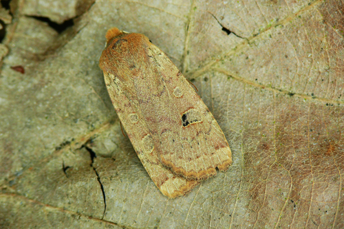 Red-headed Chestnut, photo 2 of 10