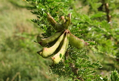 Vachellia permixta
