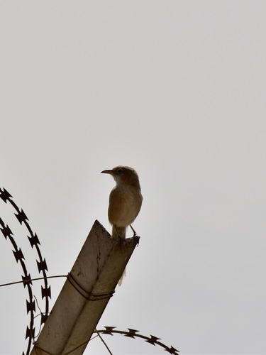 Iraq Babbler (Argya altirostris), photo 4