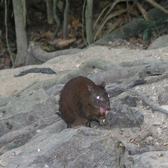 Hypsiprymnodon moschatus