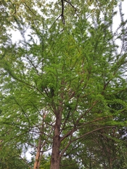 Metasequoia
