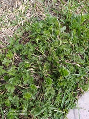 Potentilla tobolensis