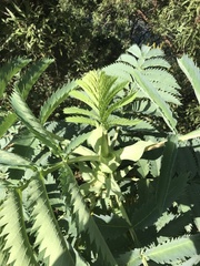Melianthus