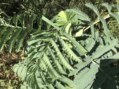 Melianthus