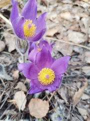 Pulsatilla patens
