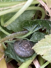 Trochulus striolatus